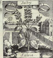 Picture 45 of 593 from Viridarium Reformatum, Seu Regnum Vegetabile, Das ist: Neu-eingerichtetes und Vollständiges Kräuter-Buch: Worinnen auff noch nicht geschehene Weise Derer Vegetabilien, als Kräutern, Sträuchen, Bäumen, Bluhmen und anderer Erd-Gewachsen Art, Krafft und Würckung dergestalt beschrieben werden, daß man dieses Werck statt einer Botanischen Bibliothec haben ... kan (1719), leaf 138