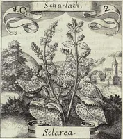 Picture 46 of 593 from Viridarium Reformatum, Seu Regnum Vegetabile, Das ist: Neu-eingerichtetes und Vollständiges Kräuter-Buch: Worinnen auff noch nicht geschehene Weise Derer Vegetabilien, als Kräutern, Sträuchen, Bäumen, Bluhmen und anderer Erd-Gewachsen Art, Krafft und Würckung dergestalt beschrieben werden, daß man dieses Werck statt einer Botanischen Bibliothec haben ... kan (1719), leaf 142
