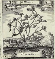Picture 47 of 593 from Viridarium Reformatum, Seu Regnum Vegetabile, Das ist: Neu-eingerichtetes und Vollständiges Kräuter-Buch: Worinnen auff noch nicht geschehene Weise Derer Vegetabilien, als Kräutern, Sträuchen, Bäumen, Bluhmen und anderer Erd-Gewachsen Art, Krafft und Würckung dergestalt beschrieben werden, daß man dieses Werck statt einer Botanischen Bibliothec haben ... kan (1719), leaf 144