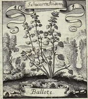 Picture 48 of 593 from Viridarium Reformatum, Seu Regnum Vegetabile, Das ist: Neu-eingerichtetes und Vollständiges Kräuter-Buch: Worinnen auff noch nicht geschehene Weise Derer Vegetabilien, als Kräutern, Sträuchen, Bäumen, Bluhmen und anderer Erd-Gewachsen Art, Krafft und Würckung dergestalt beschrieben werden, daß man dieses Werck statt einer Botanischen Bibliothec haben ... kan (1719), leaf 146