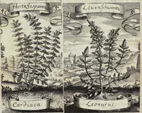 Picture 49 of 593 from Viridarium Reformatum, Seu Regnum Vegetabile, Das ist: Neu-eingerichtetes und Vollständiges Kräuter-Buch: Worinnen auff noch nicht geschehene Weise Derer Vegetabilien, als Kräutern, Sträuchen, Bäumen, Bluhmen und anderer Erd-Gewachsen Art, Krafft und Würckung dergestalt beschrieben werden, daß man dieses Werck statt einer Botanischen Bibliothec haben ... kan (1719), leaf 148