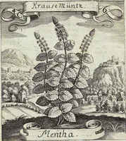 Picture 50 of 593 from Viridarium Reformatum, Seu Regnum Vegetabile, Das ist: Neu-eingerichtetes und Vollständiges Kräuter-Buch: Worinnen auff noch nicht geschehene Weise Derer Vegetabilien, als Kräutern, Sträuchen, Bäumen, Bluhmen und anderer Erd-Gewachsen Art, Krafft und Würckung dergestalt beschrieben werden, daß man dieses Werck statt einer Botanischen Bibliothec haben ... kan (1719), leaf 150