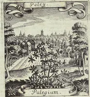 Picture 51 of 593 from Viridarium Reformatum, Seu Regnum Vegetabile, Das ist: Neu-eingerichtetes und Vollständiges Kräuter-Buch: Worinnen auff noch nicht geschehene Weise Derer Vegetabilien, als Kräutern, Sträuchen, Bäumen, Bluhmen und anderer Erd-Gewachsen Art, Krafft und Würckung dergestalt beschrieben werden, daß man dieses Werck statt einer Botanischen Bibliothec haben ... kan (1719), leaf 152