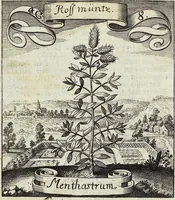 Picture 52 of 593 from Viridarium Reformatum, Seu Regnum Vegetabile, Das ist: Neu-eingerichtetes und Vollständiges Kräuter-Buch: Worinnen auff noch nicht geschehene Weise Derer Vegetabilien, als Kräutern, Sträuchen, Bäumen, Bluhmen und anderer Erd-Gewachsen Art, Krafft und Würckung dergestalt beschrieben werden, daß man dieses Werck statt einer Botanischen Bibliothec haben ... kan (1719), leaf 154