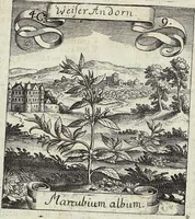 Picture 53 of 593 from Viridarium Reformatum, Seu Regnum Vegetabile, Das ist: Neu-eingerichtetes und Vollständiges Kräuter-Buch: Worinnen auff noch nicht geschehene Weise Derer Vegetabilien, als Kräutern, Sträuchen, Bäumen, Bluhmen und anderer Erd-Gewachsen Art, Krafft und Würckung dergestalt beschrieben werden, daß man dieses Werck statt einer Botanischen Bibliothec haben ... kan (1719), leaf 156