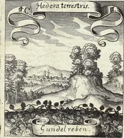 Picture 55 of 593 from Viridarium Reformatum, Seu Regnum Vegetabile, Das ist: Neu-eingerichtetes und Vollständiges Kräuter-Buch: Worinnen auff noch nicht geschehene Weise Derer Vegetabilien, als Kräutern, Sträuchen, Bäumen, Bluhmen und anderer Erd-Gewachsen Art, Krafft und Würckung dergestalt beschrieben werden, daß man dieses Werck statt einer Botanischen Bibliothec haben ... kan (1719), leaf 161