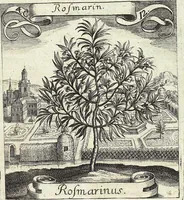 Picture 56 of 593 from Viridarium Reformatum, Seu Regnum Vegetabile, Das ist: Neu-eingerichtetes und Vollständiges Kräuter-Buch: Worinnen auff noch nicht geschehene Weise Derer Vegetabilien, als Kräutern, Sträuchen, Bäumen, Bluhmen und anderer Erd-Gewachsen Art, Krafft und Würckung dergestalt beschrieben werden, daß man dieses Werck statt einer Botanischen Bibliothec haben ... kan (1719), leaf 163