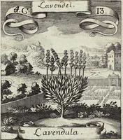 Picture 57 of 593 from Viridarium Reformatum, Seu Regnum Vegetabile, Das ist: Neu-eingerichtetes und Vollständiges Kräuter-Buch: Worinnen auff noch nicht geschehene Weise Derer Vegetabilien, als Kräutern, Sträuchen, Bäumen, Bluhmen und anderer Erd-Gewachsen Art, Krafft und Würckung dergestalt beschrieben werden, daß man dieses Werck statt einer Botanischen Bibliothec haben ... kan (1719), leaf 166