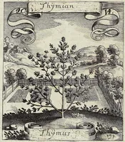 Picture 58 of 593 from Viridarium Reformatum, Seu Regnum Vegetabile, Das ist: Neu-eingerichtetes und Vollständiges Kräuter-Buch: Worinnen auff noch nicht geschehene Weise Derer Vegetabilien, als Kräutern, Sträuchen, Bäumen, Bluhmen und anderer Erd-Gewachsen Art, Krafft und Würckung dergestalt beschrieben werden, daß man dieses Werck statt einer Botanischen Bibliothec haben ... kan (1719), leaf 168