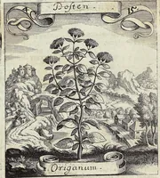 Picture 59 of 593 from Viridarium Reformatum, Seu Regnum Vegetabile, Das ist: Neu-eingerichtetes und Vollständiges Kräuter-Buch: Worinnen auff noch nicht geschehene Weise Derer Vegetabilien, als Kräutern, Sträuchen, Bäumen, Bluhmen und anderer Erd-Gewachsen Art, Krafft und Würckung dergestalt beschrieben werden, daß man dieses Werck statt einer Botanischen Bibliothec haben ... kan (1719), leaf 170
