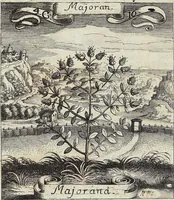 Picture 60 of 593 from Viridarium Reformatum, Seu Regnum Vegetabile, Das ist: Neu-eingerichtetes und Vollständiges Kräuter-Buch: Worinnen auff noch nicht geschehene Weise Derer Vegetabilien, als Kräutern, Sträuchen, Bäumen, Bluhmen und anderer Erd-Gewachsen Art, Krafft und Würckung dergestalt beschrieben werden, daß man dieses Werck statt einer Botanischen Bibliothec haben ... kan (1719), leaf 172