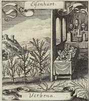 Picture 61 of 593 from Viridarium Reformatum, Seu Regnum Vegetabile, Das ist: Neu-eingerichtetes und Vollständiges Kräuter-Buch: Worinnen auff noch nicht geschehene Weise Derer Vegetabilien, als Kräutern, Sträuchen, Bäumen, Bluhmen und anderer Erd-Gewachsen Art, Krafft und Würckung dergestalt beschrieben werden, daß man dieses Werck statt einer Botanischen Bibliothec haben ... kan (1719), leaf 174