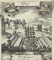 Picture 62 of 593 from Viridarium Reformatum, Seu Regnum Vegetabile, Das ist: Neu-eingerichtetes und Vollständiges Kräuter-Buch: Worinnen auff noch nicht geschehene Weise Derer Vegetabilien, als Kräutern, Sträuchen, Bäumen, Bluhmen und anderer Erd-Gewachsen Art, Krafft und Würckung dergestalt beschrieben werden, daß man dieses Werck statt einer Botanischen Bibliothec haben ... kan (1719), leaf 176