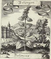 Picture 63 of 593 from Viridarium Reformatum, Seu Regnum Vegetabile, Das ist: Neu-eingerichtetes und Vollständiges Kräuter-Buch: Worinnen auff noch nicht geschehene Weise Derer Vegetabilien, als Kräutern, Sträuchen, Bäumen, Bluhmen und anderer Erd-Gewachsen Art, Krafft und Würckung dergestalt beschrieben werden, daß man dieses Werck statt einer Botanischen Bibliothec haben ... kan (1719), leaf 178