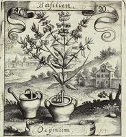 Picture 64 of 593 from Viridarium Reformatum, Seu Regnum Vegetabile, Das ist: Neu-eingerichtetes und Vollständiges Kräuter-Buch: Worinnen auff noch nicht geschehene Weise Derer Vegetabilien, als Kräutern, Sträuchen, Bäumen, Bluhmen und anderer Erd-Gewachsen Art, Krafft und Würckung dergestalt beschrieben werden, daß man dieses Werck statt einer Botanischen Bibliothec haben ... kan (1719), leaf 180