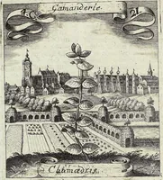 Picture 65 of 593 from Viridarium Reformatum, Seu Regnum Vegetabile, Das ist: Neu-eingerichtetes und Vollständiges Kräuter-Buch: Worinnen auff noch nicht geschehene Weise Derer Vegetabilien, als Kräutern, Sträuchen, Bäumen, Bluhmen und anderer Erd-Gewachsen Art, Krafft und Würckung dergestalt beschrieben werden, daß man dieses Werck statt einer Botanischen Bibliothec haben ... kan (1719), leaf 182