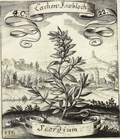 Picture 66 of 593 from Viridarium Reformatum, Seu Regnum Vegetabile, Das ist: Neu-eingerichtetes und Vollständiges Kräuter-Buch: Worinnen auff noch nicht geschehene Weise Derer Vegetabilien, als Kräutern, Sträuchen, Bäumen, Bluhmen und anderer Erd-Gewachsen Art, Krafft und Würckung dergestalt beschrieben werden, daß man dieses Werck statt einer Botanischen Bibliothec haben ... kan (1719), leaf 185