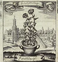 Picture 67 of 593 from Viridarium Reformatum, Seu Regnum Vegetabile, Das ist: Neu-eingerichtetes und Vollständiges Kräuter-Buch: Worinnen auff noch nicht geschehene Weise Derer Vegetabilien, als Kräutern, Sträuchen, Bäumen, Bluhmen und anderer Erd-Gewachsen Art, Krafft und Würckung dergestalt beschrieben werden, daß man dieses Werck statt einer Botanischen Bibliothec haben ... kan (1719), leaf 190