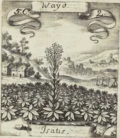 Picture 68 of 593 from Viridarium Reformatum, Seu Regnum Vegetabile, Das ist: Neu-eingerichtetes und Vollständiges Kräuter-Buch: Worinnen auff noch nicht geschehene Weise Derer Vegetabilien, als Kräutern, Sträuchen, Bäumen, Bluhmen und anderer Erd-Gewachsen Art, Krafft und Würckung dergestalt beschrieben werden, daß man dieses Werck statt einer Botanischen Bibliothec haben ... kan (1719), leaf 194