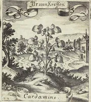 Picture 69 of 593 from Viridarium Reformatum, Seu Regnum Vegetabile, Das ist: Neu-eingerichtetes und Vollständiges Kräuter-Buch: Worinnen auff noch nicht geschehene Weise Derer Vegetabilien, als Kräutern, Sträuchen, Bäumen, Bluhmen und anderer Erd-Gewachsen Art, Krafft und Würckung dergestalt beschrieben werden, daß man dieses Werck statt einer Botanischen Bibliothec haben ... kan (1719), leaf 196
