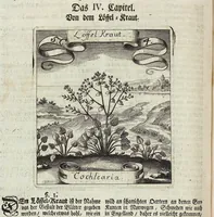 Picture 70 of 593 from Viridarium Reformatum, Seu Regnum Vegetabile, Das ist: Neu-eingerichtetes und Vollständiges Kräuter-Buch: Worinnen auff noch nicht geschehene Weise Derer Vegetabilien, als Kräutern, Sträuchen, Bäumen, Bluhmen und anderer Erd-Gewachsen Art, Krafft und Würckung dergestalt beschrieben werden, daß man dieses Werck statt einer Botanischen Bibliothec haben ... kan (1719), leaf 200