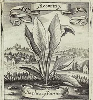 Picture 71 of 593 from Viridarium Reformatum, Seu Regnum Vegetabile, Das ist: Neu-eingerichtetes und Vollständiges Kräuter-Buch: Worinnen auff noch nicht geschehene Weise Derer Vegetabilien, als Kräutern, Sträuchen, Bäumen, Bluhmen und anderer Erd-Gewachsen Art, Krafft und Würckung dergestalt beschrieben werden, daß man dieses Werck statt einer Botanischen Bibliothec haben ... kan (1719), leaf 202