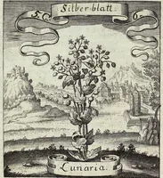 Picture 72 of 593 from Viridarium Reformatum, Seu Regnum Vegetabile, Das ist: Neu-eingerichtetes und Vollständiges Kräuter-Buch: Worinnen auff noch nicht geschehene Weise Derer Vegetabilien, als Kräutern, Sträuchen, Bäumen, Bluhmen und anderer Erd-Gewachsen Art, Krafft und Würckung dergestalt beschrieben werden, daß man dieses Werck statt einer Botanischen Bibliothec haben ... kan (1719), leaf 204
