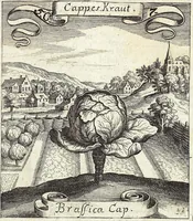 Picture 73 of 593 from Viridarium Reformatum, Seu Regnum Vegetabile, Das ist: Neu-eingerichtetes und Vollständiges Kräuter-Buch: Worinnen auff noch nicht geschehene Weise Derer Vegetabilien, als Kräutern, Sträuchen, Bäumen, Bluhmen und anderer Erd-Gewachsen Art, Krafft und Würckung dergestalt beschrieben werden, daß man dieses Werck statt einer Botanischen Bibliothec haben ... kan (1719), leaf 207