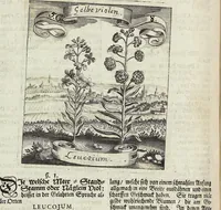 Picture 74 of 593 from Viridarium Reformatum, Seu Regnum Vegetabile, Das ist: Neu-eingerichtetes und Vollständiges Kräuter-Buch: Worinnen auff noch nicht geschehene Weise Derer Vegetabilien, als Kräutern, Sträuchen, Bäumen, Bluhmen und anderer Erd-Gewachsen Art, Krafft und Würckung dergestalt beschrieben werden, daß man dieses Werck statt einer Botanischen Bibliothec haben ... kan (1719), leaf 210