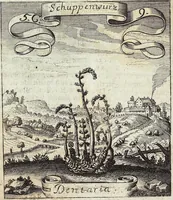 Picture 75 of 593 from Viridarium Reformatum, Seu Regnum Vegetabile, Das ist: Neu-eingerichtetes und Vollständiges Kräuter-Buch: Worinnen auff noch nicht geschehene Weise Derer Vegetabilien, als Kräutern, Sträuchen, Bäumen, Bluhmen und anderer Erd-Gewachsen Art, Krafft und Würckung dergestalt beschrieben werden, daß man dieses Werck statt einer Botanischen Bibliothec haben ... kan (1719), leaf 212