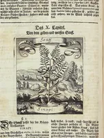 An illustration from Viridarium Reformatum, Seu Regnum Vegetabile, Das ist: Neu-eingerichtetes und Vollständiges Kräuter-Buch: Worinnen auff noch nicht geschehene Weise Derer Vegetabilien, als Kräutern, Sträuchen, Bäumen, Bluhmen und anderer Erd-Gewachsen Art, Krafft und Würckung dergestalt beschrieben werden, daß man dieses Werck statt einer Botanischen Bibliothec haben ... kan (1719)