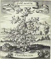 Picture 79 of 593 from Viridarium Reformatum, Seu Regnum Vegetabile, Das ist: Neu-eingerichtetes und Vollständiges Kräuter-Buch: Worinnen auff noch nicht geschehene Weise Derer Vegetabilien, als Kräutern, Sträuchen, Bäumen, Bluhmen und anderer Erd-Gewachsen Art, Krafft und Würckung dergestalt beschrieben werden, daß man dieses Werck statt einer Botanischen Bibliothec haben ... kan (1719), leaf 224