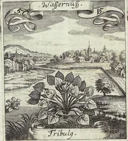 Picture 80 of 593 from Viridarium Reformatum, Seu Regnum Vegetabile, Das ist: Neu-eingerichtetes und Vollständiges Kräuter-Buch: Worinnen auff noch nicht geschehene Weise Derer Vegetabilien, als Kräutern, Sträuchen, Bäumen, Bluhmen und anderer Erd-Gewachsen Art, Krafft und Würckung dergestalt beschrieben werden, daß man dieses Werck statt einer Botanischen Bibliothec haben ... kan (1719), leaf 226