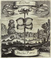 Picture 81 of 593 from Viridarium Reformatum, Seu Regnum Vegetabile, Das ist: Neu-eingerichtetes und Vollständiges Kräuter-Buch: Worinnen auff noch nicht geschehene Weise Derer Vegetabilien, als Kräutern, Sträuchen, Bäumen, Bluhmen und anderer Erd-Gewachsen Art, Krafft und Würckung dergestalt beschrieben werden, daß man dieses Werck statt einer Botanischen Bibliothec haben ... kan (1719), leaf 228