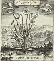 Picture 82 of 593 from Viridarium Reformatum, Seu Regnum Vegetabile, Das ist: Neu-eingerichtetes und Vollständiges Kräuter-Buch: Worinnen auff noch nicht geschehene Weise Derer Vegetabilien, als Kräutern, Sträuchen, Bäumen, Bluhmen und anderer Erd-Gewachsen Art, Krafft und Würckung dergestalt beschrieben werden, daß man dieses Werck statt einer Botanischen Bibliothec haben ... kan (1719), leaf 234