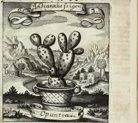 Picture 83 of 593 from Viridarium Reformatum, Seu Regnum Vegetabile, Das ist: Neu-eingerichtetes und Vollständiges Kräuter-Buch: Worinnen auff noch nicht geschehene Weise Derer Vegetabilien, als Kräutern, Sträuchen, Bäumen, Bluhmen und anderer Erd-Gewachsen Art, Krafft und Würckung dergestalt beschrieben werden, daß man dieses Werck statt einer Botanischen Bibliothec haben ... kan (1719), leaf 238