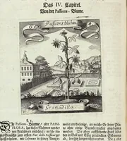 Picture 84 of 593 from Viridarium Reformatum, Seu Regnum Vegetabile, Das ist: Neu-eingerichtetes und Vollständiges Kräuter-Buch: Worinnen auff noch nicht geschehene Weise Derer Vegetabilien, als Kräutern, Sträuchen, Bäumen, Bluhmen und anderer Erd-Gewachsen Art, Krafft und Würckung dergestalt beschrieben werden, daß man dieses Werck statt einer Botanischen Bibliothec haben ... kan (1719), leaf 240