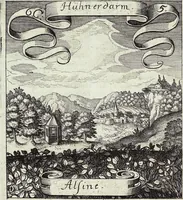 Picture 85 of 593 from Viridarium Reformatum, Seu Regnum Vegetabile, Das ist: Neu-eingerichtetes und Vollständiges Kräuter-Buch: Worinnen auff noch nicht geschehene Weise Derer Vegetabilien, als Kräutern, Sträuchen, Bäumen, Bluhmen und anderer Erd-Gewachsen Art, Krafft und Würckung dergestalt beschrieben werden, daß man dieses Werck statt einer Botanischen Bibliothec haben ... kan (1719), leaf 242