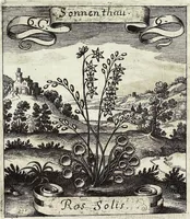 Picture 86 of 593 from Viridarium Reformatum, Seu Regnum Vegetabile, Das ist: Neu-eingerichtetes und Vollständiges Kräuter-Buch: Worinnen auff noch nicht geschehene Weise Derer Vegetabilien, als Kräutern, Sträuchen, Bäumen, Bluhmen und anderer Erd-Gewachsen Art, Krafft und Würckung dergestalt beschrieben werden, daß man dieses Werck statt einer Botanischen Bibliothec haben ... kan (1719), leaf 244