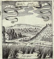 An illustration from Viridarium Reformatum, Seu Regnum Vegetabile, Das ist: Neu-eingerichtetes und Vollständiges Kräuter-Buch: Worinnen auff noch nicht geschehene Weise Derer Vegetabilien, als Kräutern, Sträuchen, Bäumen, Bluhmen und anderer Erd-Gewachsen Art, Krafft und Würckung dergestalt beschrieben werden, daß man dieses Werck statt einer Botanischen Bibliothec haben ... kan (1719)