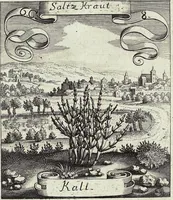 Picture 88 of 593 from Viridarium Reformatum, Seu Regnum Vegetabile, Das ist: Neu-eingerichtetes und Vollständiges Kräuter-Buch: Worinnen auff noch nicht geschehene Weise Derer Vegetabilien, als Kräutern, Sträuchen, Bäumen, Bluhmen und anderer Erd-Gewachsen Art, Krafft und Würckung dergestalt beschrieben werden, daß man dieses Werck statt einer Botanischen Bibliothec haben ... kan (1719), leaf 250