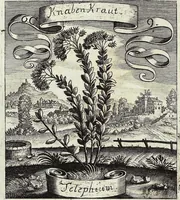 Picture 89 of 593 from Viridarium Reformatum, Seu Regnum Vegetabile, Das ist: Neu-eingerichtetes und Vollständiges Kräuter-Buch: Worinnen auff noch nicht geschehene Weise Derer Vegetabilien, als Kräutern, Sträuchen, Bäumen, Bluhmen und anderer Erd-Gewachsen Art, Krafft und Würckung dergestalt beschrieben werden, daß man dieses Werck statt einer Botanischen Bibliothec haben ... kan (1719), leaf 252