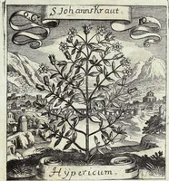 Picture 90 of 593 from Viridarium Reformatum, Seu Regnum Vegetabile, Das ist: Neu-eingerichtetes und Vollständiges Kräuter-Buch: Worinnen auff noch nicht geschehene Weise Derer Vegetabilien, als Kräutern, Sträuchen, Bäumen, Bluhmen und anderer Erd-Gewachsen Art, Krafft und Würckung dergestalt beschrieben werden, daß man dieses Werck statt einer Botanischen Bibliothec haben ... kan (1719), leaf 254