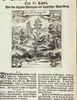 Picture 91 of 593 from Viridarium Reformatum, Seu Regnum Vegetabile, Das ist: Neu-eingerichtetes und Vollständiges Kräuter-Buch: Worinnen auff noch nicht geschehene Weise Derer Vegetabilien, als Kräutern, Sträuchen, Bäumen, Bluhmen und anderer Erd-Gewachsen Art, Krafft und Würckung dergestalt beschrieben werden, daß man dieses Werck statt einer Botanischen Bibliothec haben ... kan (1719), leaf 258