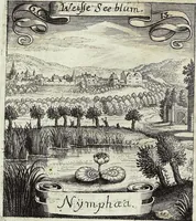 Picture 93 of 593 from Viridarium Reformatum, Seu Regnum Vegetabile, Das ist: Neu-eingerichtetes und Vollständiges Kräuter-Buch: Worinnen auff noch nicht geschehene Weise Derer Vegetabilien, als Kräutern, Sträuchen, Bäumen, Bluhmen und anderer Erd-Gewachsen Art, Krafft und Würckung dergestalt beschrieben werden, daß man dieses Werck statt einer Botanischen Bibliothec haben ... kan (1719), leaf 264