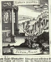 Picture 95 of 593 from Viridarium Reformatum, Seu Regnum Vegetabile, Das ist: Neu-eingerichtetes und Vollständiges Kräuter-Buch: Worinnen auff noch nicht geschehene Weise Derer Vegetabilien, als Kräutern, Sträuchen, Bäumen, Bluhmen und anderer Erd-Gewachsen Art, Krafft und Würckung dergestalt beschrieben werden, daß man dieses Werck statt einer Botanischen Bibliothec haben ... kan (1719), leaf 269