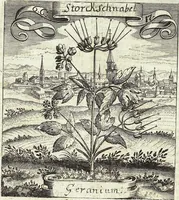 Picture 96 of 593 from Viridarium Reformatum, Seu Regnum Vegetabile, Das ist: Neu-eingerichtetes und Vollständiges Kräuter-Buch: Worinnen auff noch nicht geschehene Weise Derer Vegetabilien, als Kräutern, Sträuchen, Bäumen, Bluhmen und anderer Erd-Gewachsen Art, Krafft und Würckung dergestalt beschrieben werden, daß man dieses Werck statt einer Botanischen Bibliothec haben ... kan (1719), leaf 273