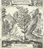 Picture 97 of 593 from Viridarium Reformatum, Seu Regnum Vegetabile, Das ist: Neu-eingerichtetes und Vollständiges Kräuter-Buch: Worinnen auff noch nicht geschehene Weise Derer Vegetabilien, als Kräutern, Sträuchen, Bäumen, Bluhmen und anderer Erd-Gewachsen Art, Krafft und Würckung dergestalt beschrieben werden, daß man dieses Werck statt einer Botanischen Bibliothec haben ... kan (1719), leaf 275