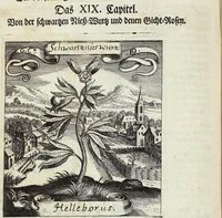 Picture 98 of 593 from Viridarium Reformatum, Seu Regnum Vegetabile, Das ist: Neu-eingerichtetes und Vollständiges Kräuter-Buch: Worinnen auff noch nicht geschehene Weise Derer Vegetabilien, als Kräutern, Sträuchen, Bäumen, Bluhmen und anderer Erd-Gewachsen Art, Krafft und Würckung dergestalt beschrieben werden, daß man dieses Werck statt einer Botanischen Bibliothec haben ... kan (1719), leaf 278