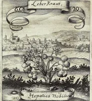 Picture 99 of 593 from Viridarium Reformatum, Seu Regnum Vegetabile, Das ist: Neu-eingerichtetes und Vollständiges Kräuter-Buch: Worinnen auff noch nicht geschehene Weise Derer Vegetabilien, als Kräutern, Sträuchen, Bäumen, Bluhmen und anderer Erd-Gewachsen Art, Krafft und Würckung dergestalt beschrieben werden, daß man dieses Werck statt einer Botanischen Bibliothec haben ... kan (1719), leaf 282